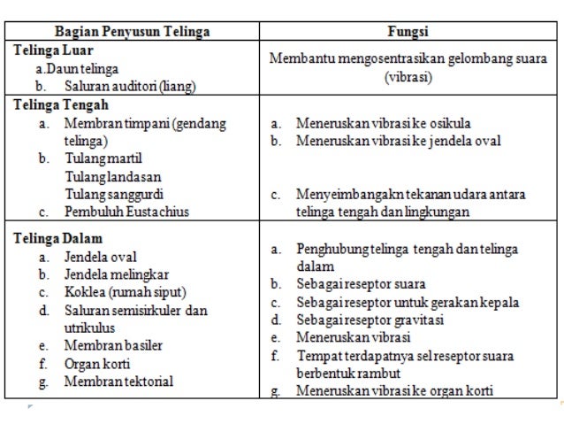 Tuliskan Tiga Bagian Telinga